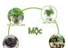 Mệnh Mộc Hợp Cây Gì? Top 7 Cây Phong Thủy Cho Người Mệnh Mộc Mệnh Mộc Hợp Cây Gì?
