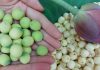 Các Cách Bảo Quản Hạt Sen Tươi Ngon Lâu Có Thể Bạn Chưa Biết Các cách bảo quản hạt sen tươi ngon lâu có thể bạn chưa biết