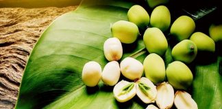 Hạt Sen Có Tác Dụng Thế Nào Cho Sức Khỏe? Điều Bạn Chưa Biết? Hạt sen có tác dụng thế nào cho sức khỏe - điều bạn chưa biết